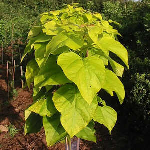 CATALPA bignonioides 'Aurea'