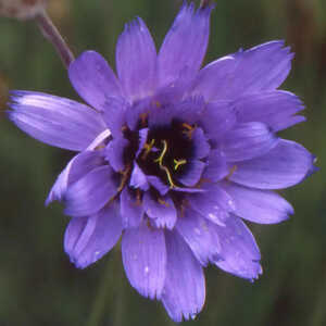 CATANANCHE caerulea