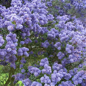 CEANOTHUS 'Concha'