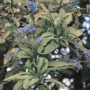 CEANOTHUS griseus 'Silver Surprise'