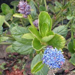 CEANOTHUS griseus 'Yankee Point'
