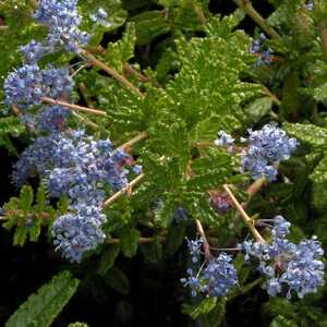 CEANOTHUS 'Hearstiorum'