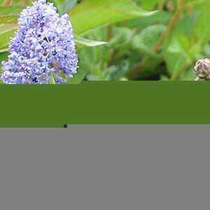 CEANOTHUS impressus 'Victoria'