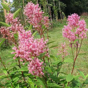 CEANOTHUS x pallidus 'Perle Rose'