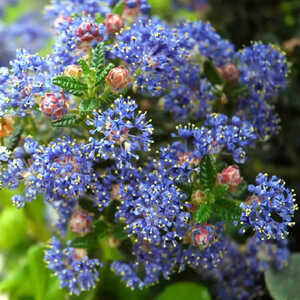 CEANOTHUS 'Puget Blue'