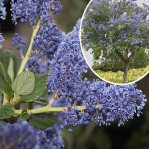 CEANOTHUS 'Ray Hartman'