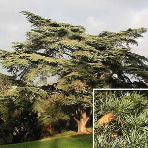 CEDRUS libani subsp. atlantica