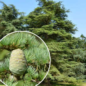 CEDRUS libani