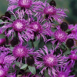 CENTAUREA 'Caramia'