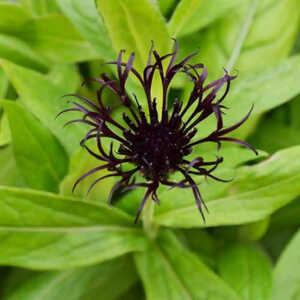 CENTAUREA montana 'Black Sprite'