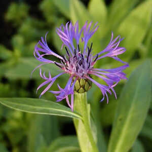 CENTAUREA montana