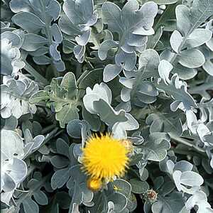 CENTAUREA ragusina