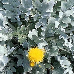 CENTAUREA ragusina