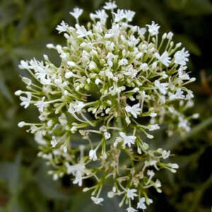 CENTRANTHUS ruber 'Albus'