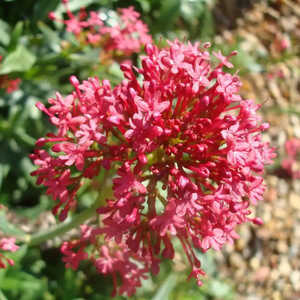 CENTRANTHUS ruber 'Coccineus'