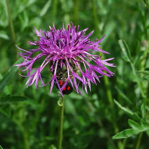 CENTAUREA scabiosa