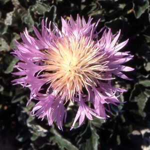 CENTAUREA simplicicaulis