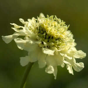 CEPHALARIA gigantea