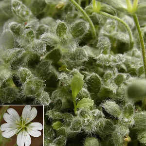 CERASTIUM alpinum ssp. lanatum