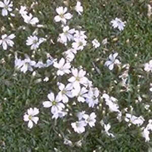 CERASTIUM arvense 'Compactum'