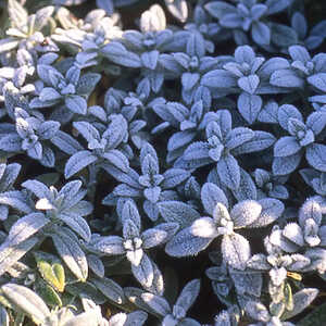 CERASTIUM biebersteinii