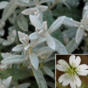 CERASTIUM tomentosum var.columnae