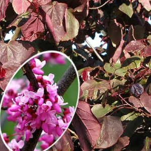CERCIS canadensis 'Forest Pansy'