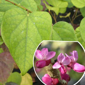 CERCIS chinensis 'Avondale'