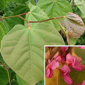 CERCIS chinensis