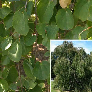 CERCIDIPHYLLUM japonicum 'Pendulum'