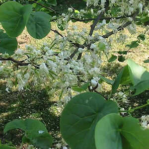 CERCIS siliquastrum 'Alba'