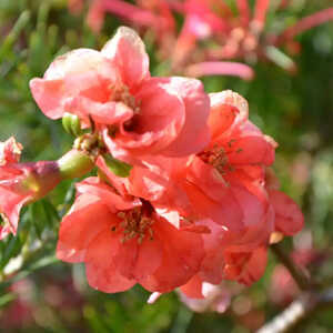 CHAENOMELES japonica 'Orange Beauty'