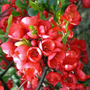 CHAENOMELES speciosa 'Rubra'