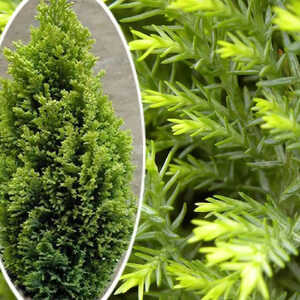 CHAMAECYPARIS lawsoniana 'Ellwood's Gold'