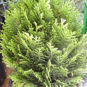 CHAMAECYPARIS lawsoniana 'Minima Glauca'