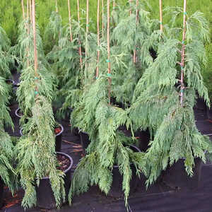 CHAMAECYPARIS nootkatensis 'Pendula'