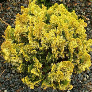 CHAMAECYPARIS obtusa 'Nana Aurea'