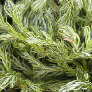 CHAMAECYPARIS pisifera 'Boulevard'