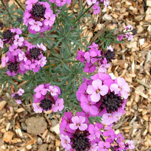CHEIRANTHUS 'Bowles Purple'