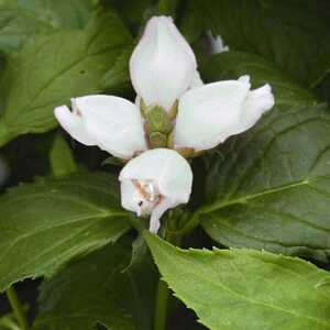 CHELONE obliqua 'Alba'