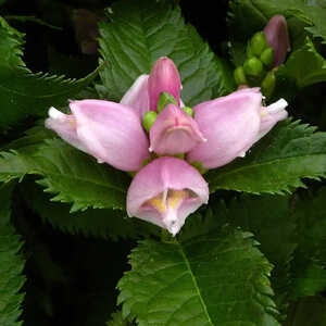 CHELONE obliqua