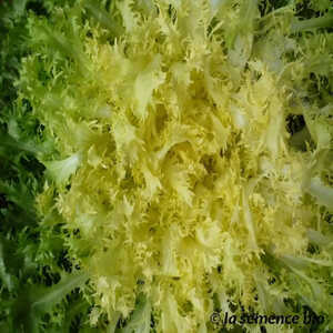 CHICOREE 'Frisée Recoleta'