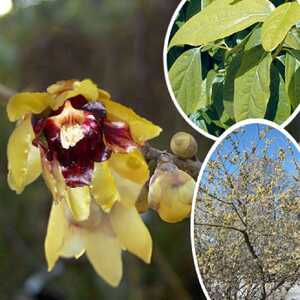 CHIMONANTHUS praecox
