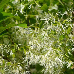 CHIONANTHUS virginicus