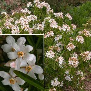 CHOISYA 'Aztec Pearl'