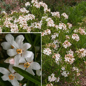 CHOISYA 'Aztec Pearl'