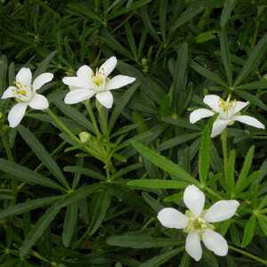 CHOISYA ternata 'WHITE DAZZLER