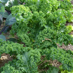 CHOU Kale 'Westlandse Winter'