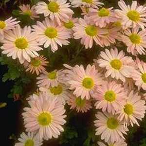 CHRYSANTHEMUM 'Isabella'