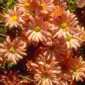 CHRYSANTHEMUM 'Lady Brockett'